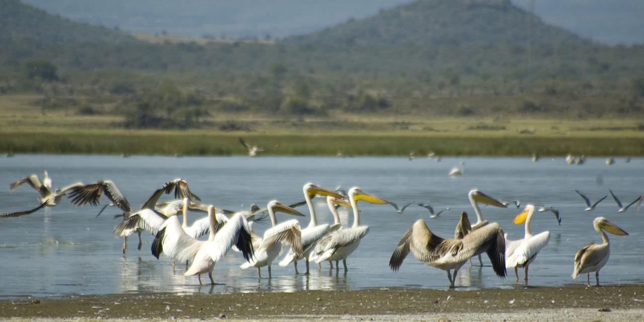 Jacaranda Lake Elementaita Lodge Gilgil Eksteriør bilde